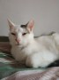 Oliver (2)
